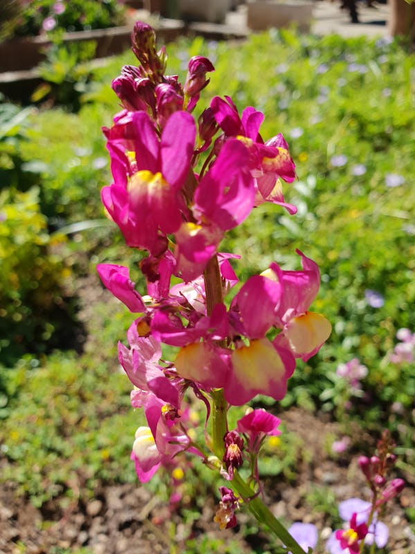 Women's dresses — midi and occasion styles